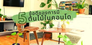 5 ข้อดีของการมี “ต้นไม้” ในคอนโด 5 ข้อดีของการมีต้นไม้ในคอนโด