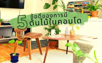 5 ข้อดีของการมี “ต้นไม้” ในคอนโด 5 ข้อดีของการมีต้นไม้ในคอนโด