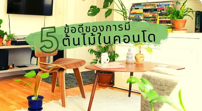5 ข้อดีของการมี “ต้นไม้” ในคอนโด 5 ข้อดีของการมีต้นไม้ในคอนโด