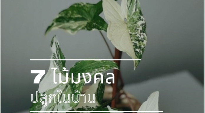 7 ต้นไม้มงคลปลูกในบ้าน ช่วยให้เฮง รับทรัพย์ 7 ต้นไม้มงคลปลูกในบ้าน