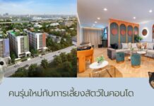 ทำไมคนรุ่นใหม่ถึงมองหาคอนโดเลี้ยงสัตว์ได้ในกรุงเทพฯ feature image