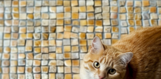 กระเบื้องยาง pet friendly กระเบื้องยาง pet friendly